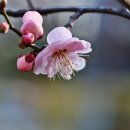 배경 ㅡ 분홍색 예쁜 매화꽃 이미지