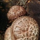 원일농장 이미지