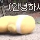 래쉬즈