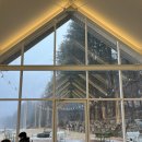 파인 힐링 | 평창 휘닉스 부근 카페 파인리프 통유리 소나무 숲 뷰 힐링 카페 후기