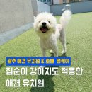 멍바이멍 반려견 유치원 | 광주 강아지 유치원 광주 강아지 호텔 믿고 맡긴 안전한 케어 가능한 멍케아 (피트니스,어질리티,edu)