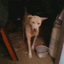 도꾸도꾸 이미지