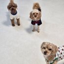 서울댕입구 이미지