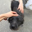 공주희망나눔봉사센터 | [부산동물보호센터] 유기견봉사후기 2026.3 ①