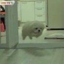 같이