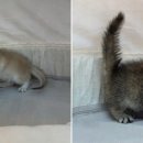 도그마루 고양이강아지 청주점 이미지