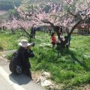 음성의 작은마을의 복사꽃 축제!~ 이미지