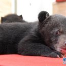 중국 안후이서 태어난 ‘쌍둥이’ 아시아흑곰, 인기스타로 급부상 이미지