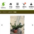 태기미니