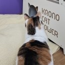 정직한동물의료센터 | [고양이] 심장·폐 질환, 마지막 병원 수원 정직한동물의료센터에서 되찾은 일상 (보호자 기록❤️‍🩹)