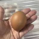 청년레시피 | 양계장청년 자연방사 유정란 구매후기 요리 레시피 추천