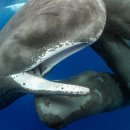 gc-camera-034 이미지