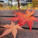 별모양 단풍나무 잎사귀 이미지