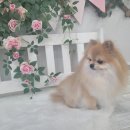 댕댕이 미장원 네이버블로그