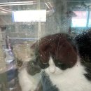 그루비독 이미지