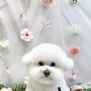 퍼피글랫 이미지