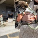 현농장 | 광주 아벤티노의 농장 카페 입양행사 후기 : 피스멍멍 유기견 입양센터