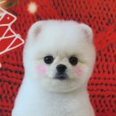 허니비 펫살롱 이미지