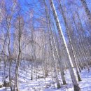 자작나무길펜션 이미지