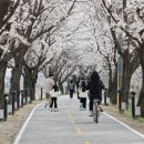 보은군,보청천 벚꽃길 연분홍 벚꽃‘절정’ 이미지