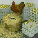 황금알 이미지