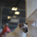 고양이카페38.5 이미지