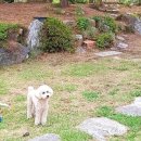 클로버 하우스 이미지