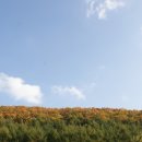 힐링올레 이미지