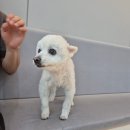 똥싼강아지 | 노견 강아지 스케일링하려다 담낭점액종 수술?무마취 발치 후기