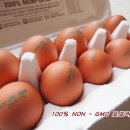 쑥산물산 | [NON GMO 무항생제 포프리계란, 양파소스와 곁들여 먹는 완숙 계란