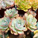 푸르미농장 이미지