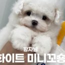 화이트 퍼피 켄넬 이미지