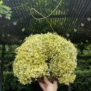 엘앤씨(LNC) 이미지