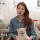 몽이펫 이미지