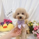 안다 펫살롱 이미지