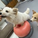 호텔훈트(Hotel Hunde) 이미지