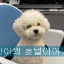 더조은 동물의료센터 이미지