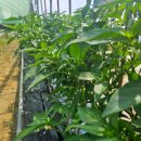 샛별농장 이미지