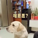 알았당개 이미지