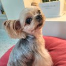 그루밍 멈머 이미지