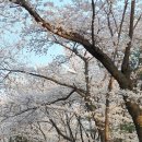 코리아골프빌리지 대우그린카운티 | 용인 벚꽃명소 기흥 벚꽃길 드라이브 벚꽃 사진 명당, 주차팁