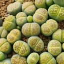 할리농장 이미지