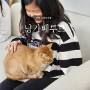 냥카페,루브 네이버블로그