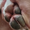 서울펫케어 | 강아지 집에서 미용하기 - 펫픽어스 펫케어 내돈내산 사용후기