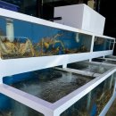 장사항바다향 | 속초 장사항 맛집 추천 스타대게횟집 싱싱활어회