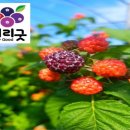 베리굿농장 이미지