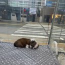 부산강아지분양 마이뭉 24시 이미지