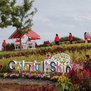 섬 맨드라미 축제 이미지