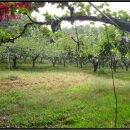 신미목장 이미지