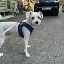 강아지 와요와요 | 와요 펫시터 강아지 산책 60분 내돈내산 후기